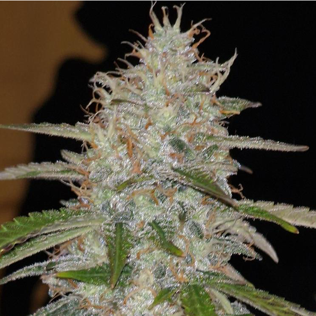 Original Sensible Seeds Auto AK XXL Image 3